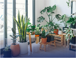 Home Garden
